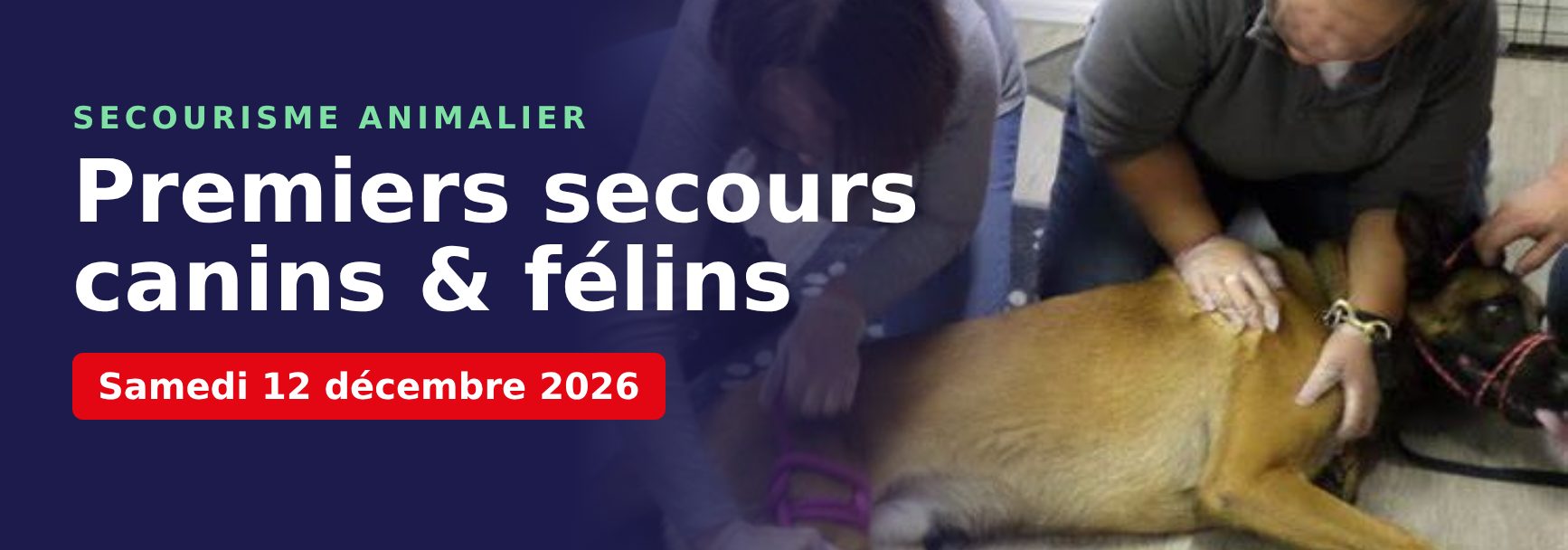 Formation premiers secours canins et félins à La Réunion : stagiaires pratiquant les gestes de secours sur un chien
